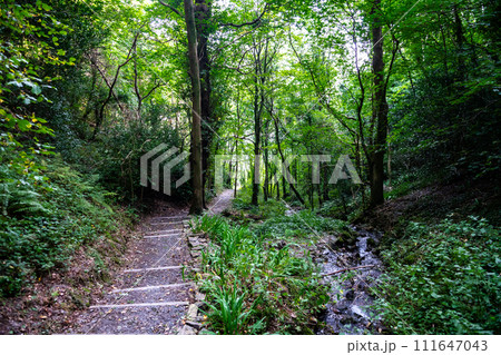 Hiking Trail Through Barmouth Forest And Creek Near Mawddach Estuary In Wales, United Kingdom 111647043