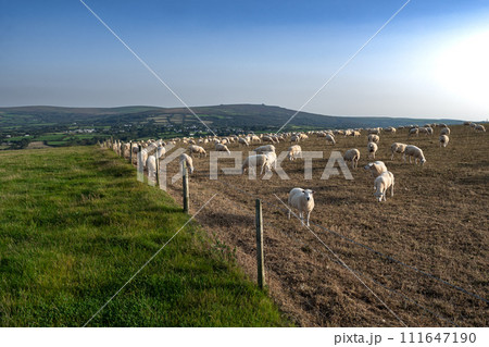 Flock Of Grazing Sheep At Dinas Head In Pembrokeshire In Wales, United Kingdom 111647190