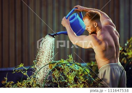 Using garden watering can in vegetable gardening to water bed of cucumbers, young European man takes care of plants. 111647538
