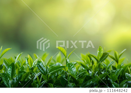 Green tea leaves background with copy space 111648242