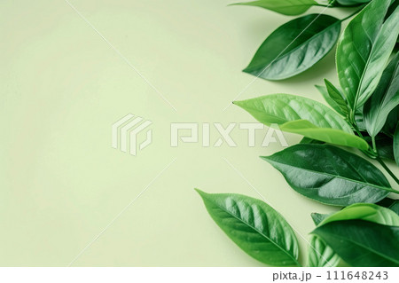 Green tea leaves background with copy space 111648243