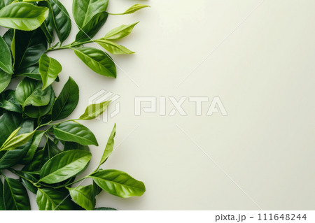 Green tea leaves background with copy space 111648244
