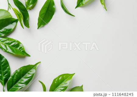 Green tea leaves background with copy space 111648245
