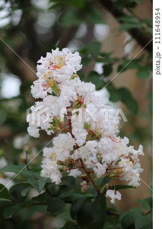 白いサルスベリの花 白いサルスベリの花 111648954