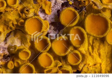 Yellow maritime sunburst lichen - Xanthoria parietina - background 111649096