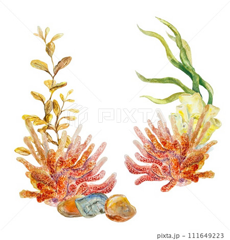 Corals, algae, stones, watercolor. Illustration on a marine theme isolated on a white background. Cards, invitations, labels, travel banners, covers. 111649223