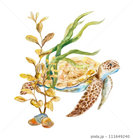 Sea turtle and algae watercolor. Illustration on a marine theme isolated on a white background. Cards, invitations, labels, travel banners, flyers. Sea turtle and algae watercolor. Illustration on a marine theme isolated on a white background. Cards, invitations, labels, travel banners, flyers. 111649240