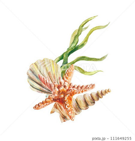 Starfish, shells, algae, watercolor. Illustration on a marine theme isolated on a white background. Cards, labels, invitations, posters, banners. 111649255