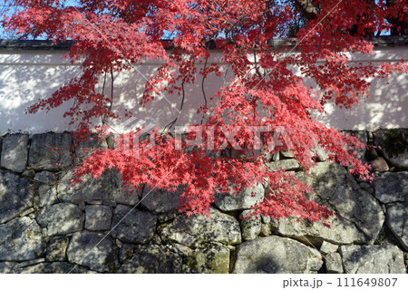 比叡山里坊 石垣と紅葉 滋賀県大津市坂本 比叡山里坊 石垣と紅葉 滋賀県大津市坂本 111649807