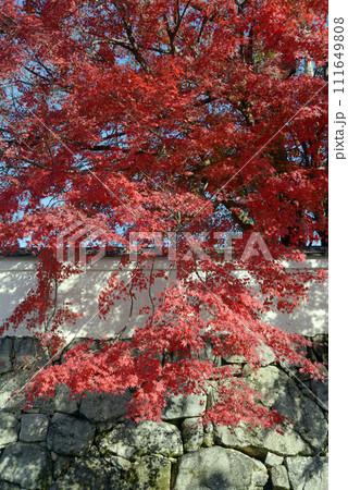 比叡山里坊 石垣と紅葉 滋賀県大津市坂本 比叡山里坊 石垣と紅葉 滋賀県大津市坂本 111649808