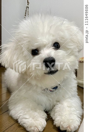 白い犬 白い犬 111649886