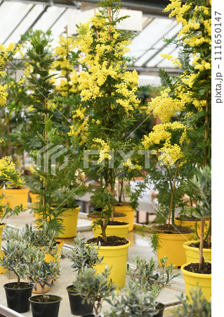 Mimosa trees for planting in the ground in a store Mimosa trees for planting in the ground in a store 111650147