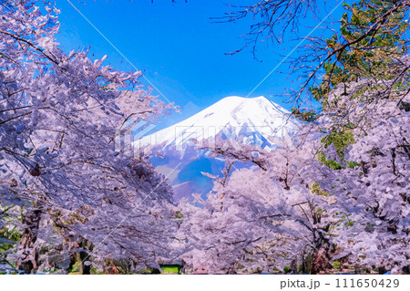 【春素材】忍野村の桜と富士山・水彩画調【山梨県】 111650429