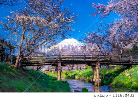 【春素材】忍野村の桜と富士山・水彩画調【山梨県】 111650432