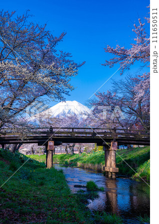 【春素材】忍野村の桜と富士山【山梨県】 【春素材】忍野村の桜と富士山【山梨県】 111650511