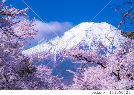 【春素材】忍野村の桜と富士山【山梨県】 111650525