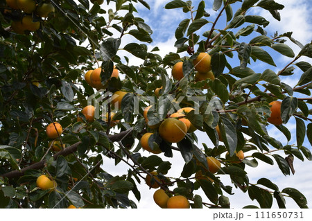 色づいてきた庄内柿 111650731