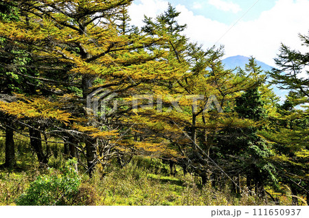 丹沢の姫次展望台 カラマツの黄葉に蛭ヶ岳 丹沢の姫次展望台 カラマツの黄葉に蛭ヶ岳 111650937