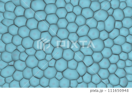 複数の細胞のイメージ 複数の細胞のイメージ 111650948