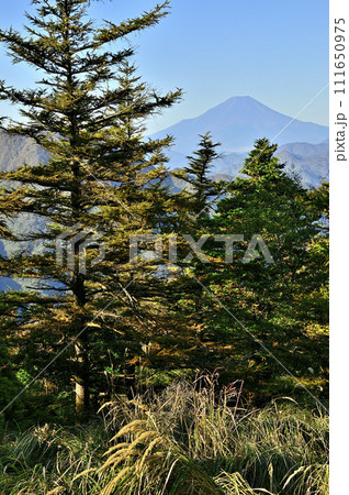 丹沢の姫次展望台より カラマツの黄葉に富士山を望む 丹沢の姫次展望台より カラマツの黄葉に富士山を望む 111650975
