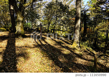 丹沢山地の蛭ヶ岳　大木に並ぶ地蔵平道標 111650990
