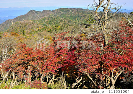 丹沢山地の蛭ヶ岳　シロヤシオの紅葉に袖平山と姫次を望む 111651004