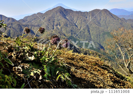 丹沢山地　フジアザミ咲く蛭ヶ岳より紅葉の檜洞丸と重なる富士山を望む 111651008