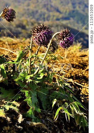 丹沢山地の蛭ヶ岳　フジアザミ 111651009