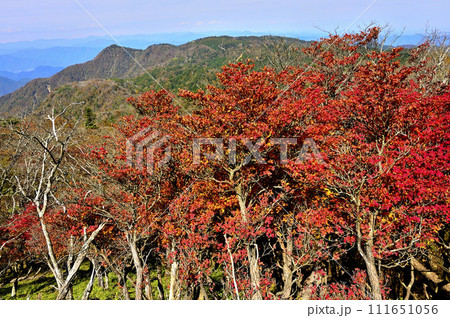 秋の丹沢山地 シロヤシオと北丹沢の紅葉 秋の丹沢山地 シロヤシオと北丹沢の紅葉 111651056