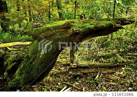 丹沢山地の蛭ヶ岳　森に住む蛭龍 111651066
