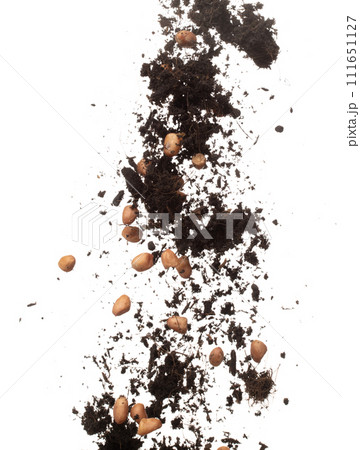 Soil dirt peanut bean mix fall fly explosion. Peanut bean soil fertilizer abstract cloud fly. Soil mix peanut beans planting splash stop in air. white background isolated high speed freeze motion 111651127