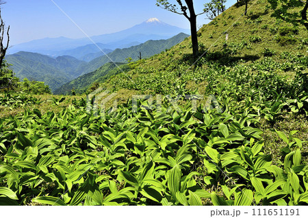 丹沢の丹沢山　オオバイケイソウの若葉に富士山の眺望 111651191