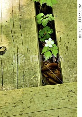 丹沢の丹沢山　木道の隙間に咲くツルシロカネソウ 111651192