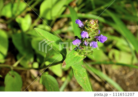 道志山塊の石割山 ウツボグサ 道志山塊の石割山 ウツボグサ 111651207