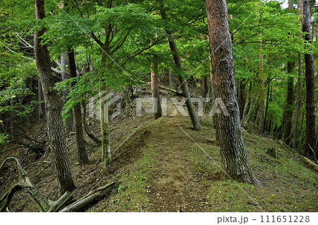 丹沢の八丁坂ノ頭　八丁坂コースの尾根道 111651228