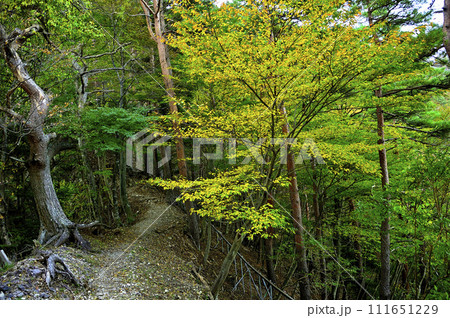丹沢の八丁坂ノ頭 秋色の八丁坂コースの尾根道 丹沢の八丁坂ノ頭 秋色の八丁坂コースの尾根道 111651229