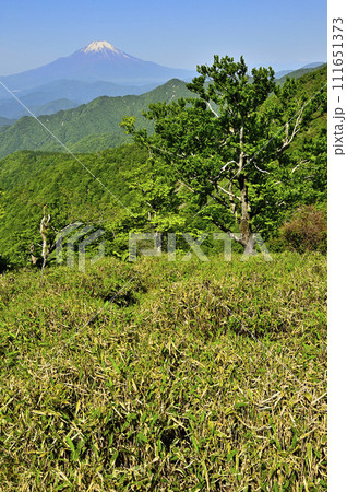 丹沢山地の丹沢山山頂より 緑の山地に富士山 丹沢山地の丹沢山山頂より 緑の山地に富士山 111651373