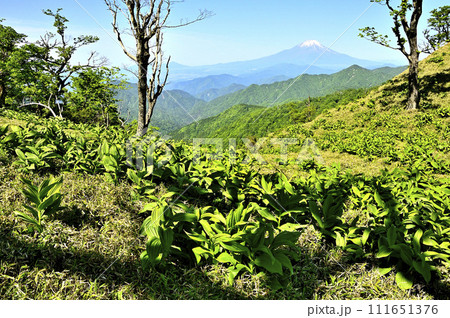 丹沢山地の丹沢山より　バイケイソウの若葉に富士山を望む 111651376