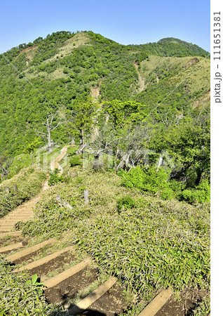 丹沢山地の丹沢山より新緑の丹沢主脈 不動ノ峰と鬼ヶ岩ノ頭と蛭ヶ岳 丹沢山地の丹沢山より新緑の丹沢主脈 不動ノ峰と鬼ヶ岩ノ頭と蛭ヶ岳 111651381