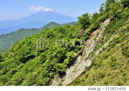 丹沢山地の棚沢ノ頭より　緑の山地に富士山を望む 111651420