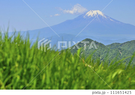 丹沢山地の棚沢ノ頭山頂より　草原の向こうに聳える初夏の富士山 111651425