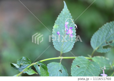 カリガネソウの花 111651760
