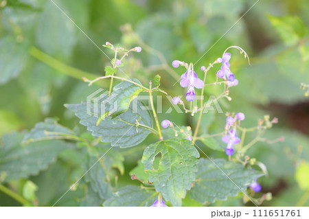 カリガネソウの花 カリガネソウの花 111651761
