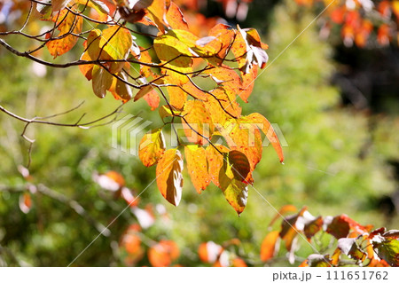色づくハナミズキの葉 色づくハナミズキの葉 111651762
