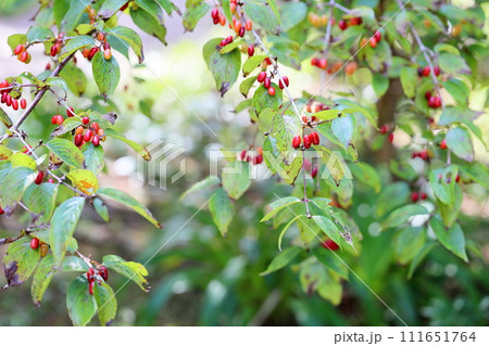 サンシュユの実 サンシュユの実 111651764