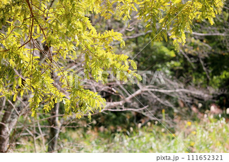色づくメタセコイアの葉 111652321