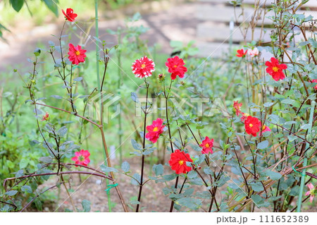 ダリアの花 ダリアの花 111652389