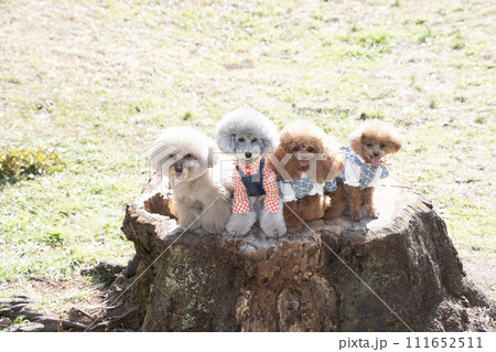 切り株にのった4匹のトイプードル 切り株にのった4匹のトイプードル 111652511