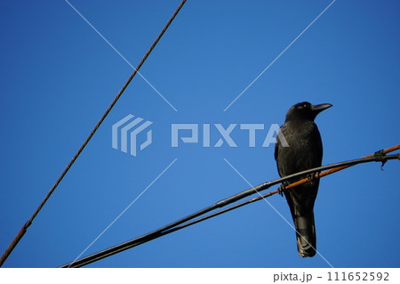 電線に止まるハシブトガラス 111652592