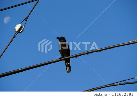 鳥害、カラス電線に止まる 111652593